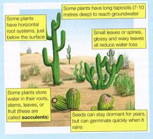 Natural Vegetation and Wildlife: Part 2 | Tropical Evergreen, Tropical ...