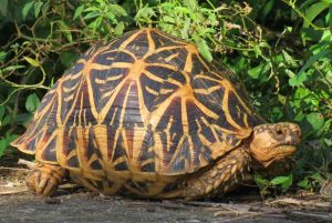 Indian Star Tortoises rescued from Malaysia - Civilsdaily