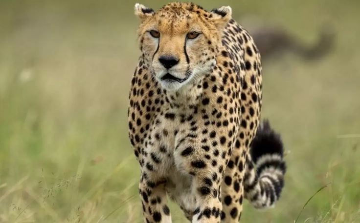 Cheetah 